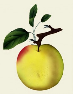 Talman Sweet Apple - Dellon Marcus Dewey c1865
